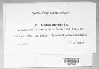 Image of Aecidium breyniae
